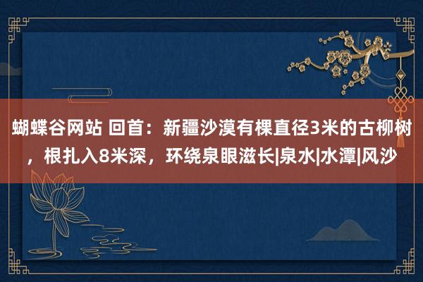 蝴蝶谷网站 回首：新疆沙漠有棵直径3米的古柳树，根扎入8米深，环绕泉眼滋长|泉水|水潭|风沙